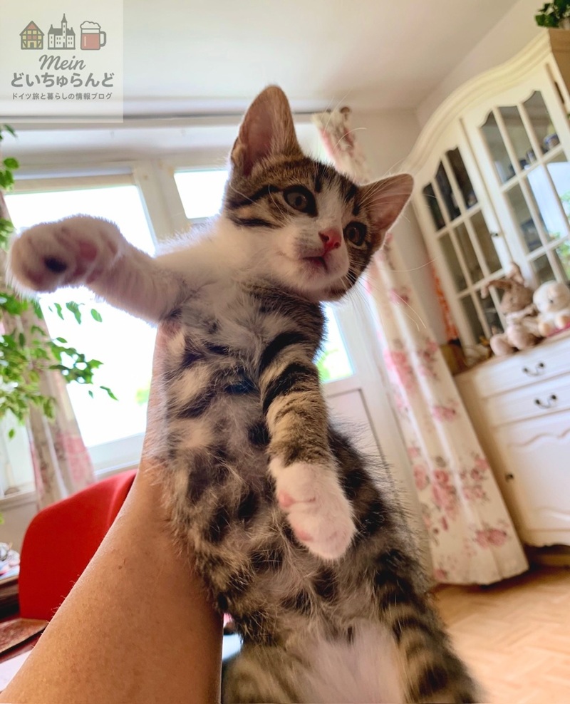 抱き上げられた猫の写真