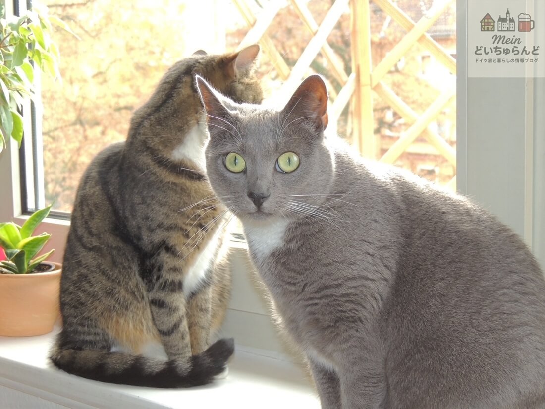 窓辺に座る２匹の猫の写真