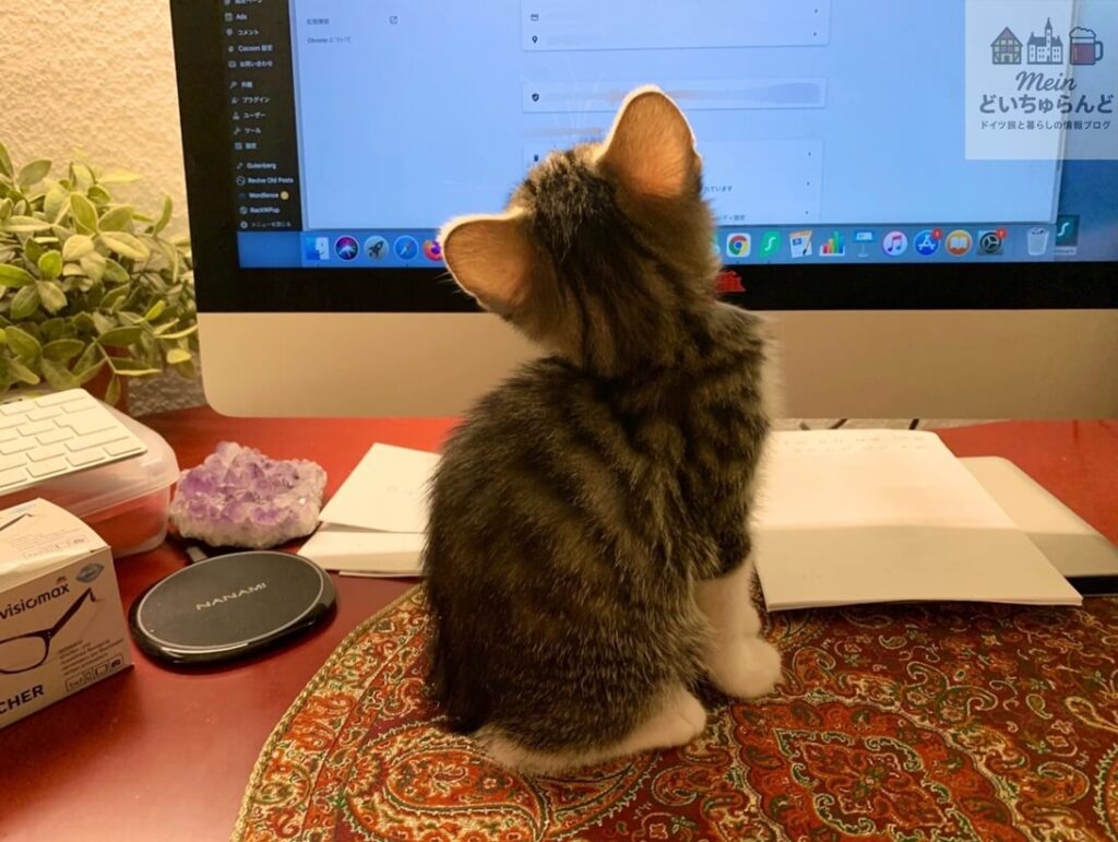 PCの前に座る子猫の写真